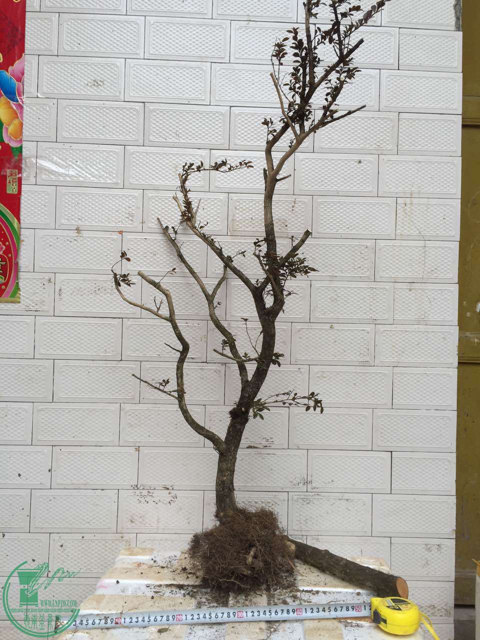 114.jpg