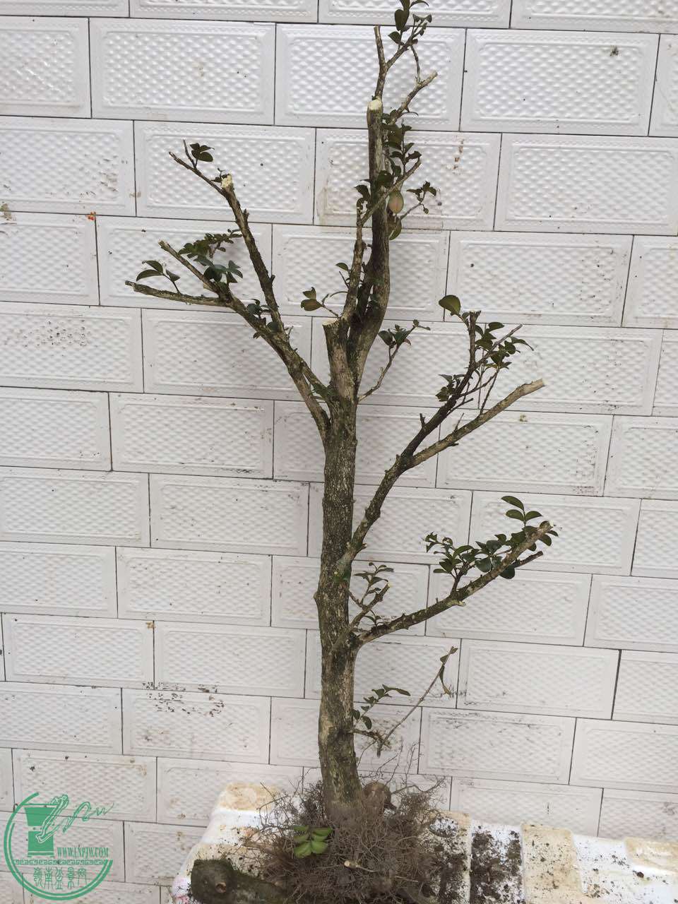 119.jpg