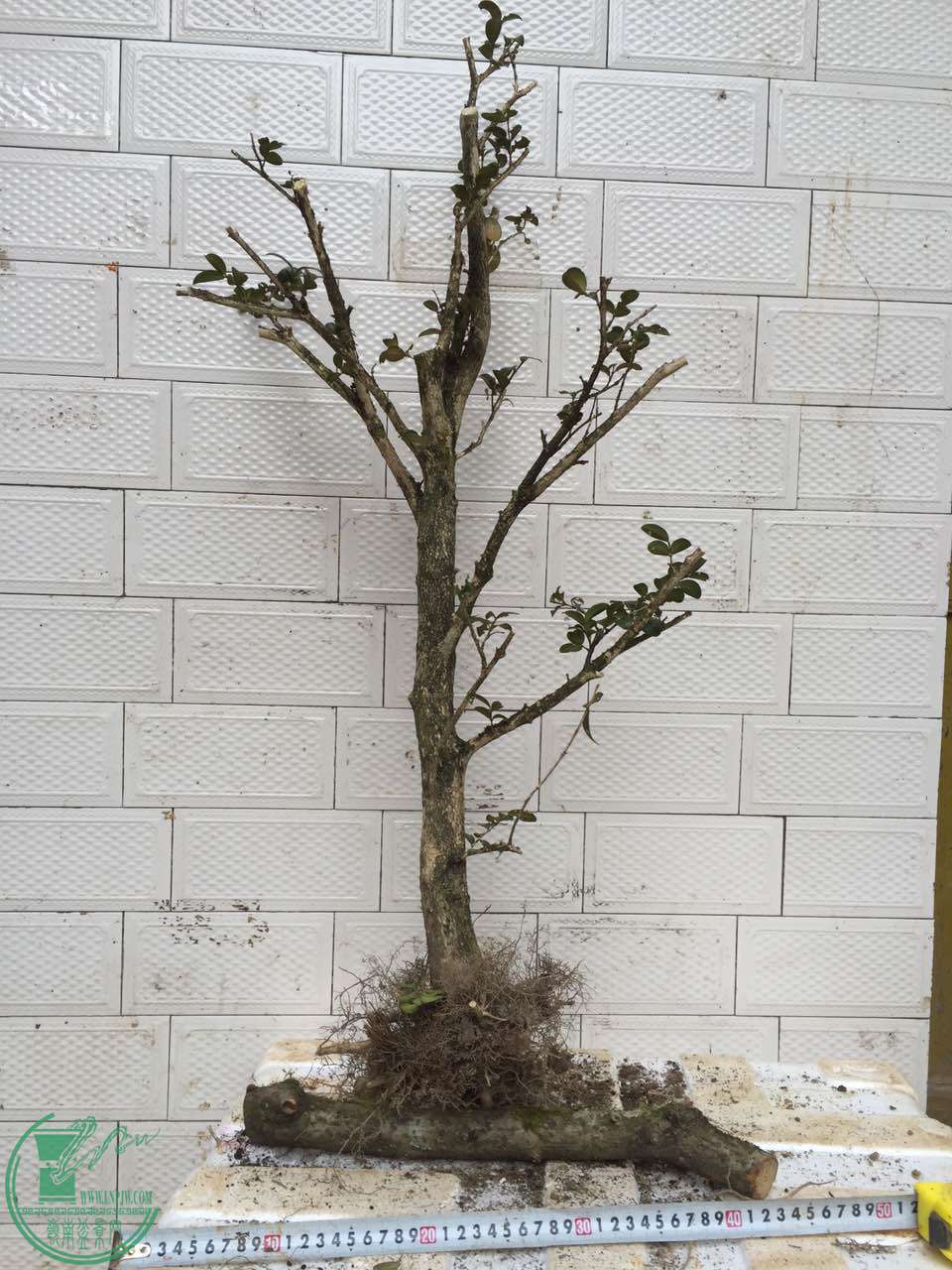 118.jpg