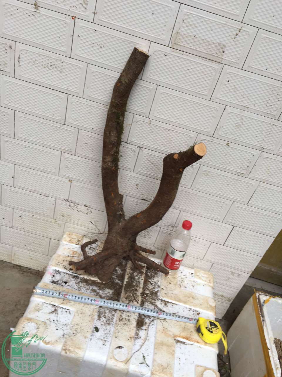 123.jpg