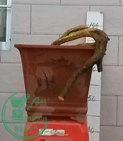 20170303_184506_mh1488540603265.jpg