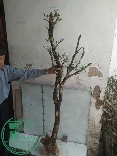 IMG20170303130827.jpg