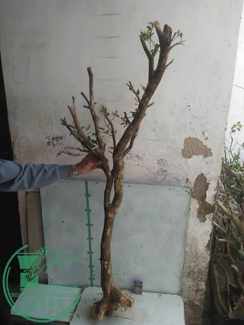 IMG20170303130859.jpg