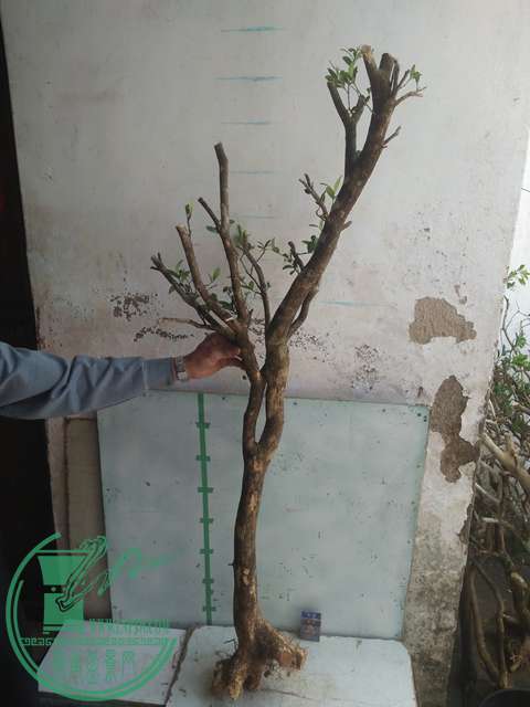 IMG20170303130902.jpg
