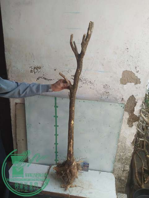 IMG20170303130931.jpg