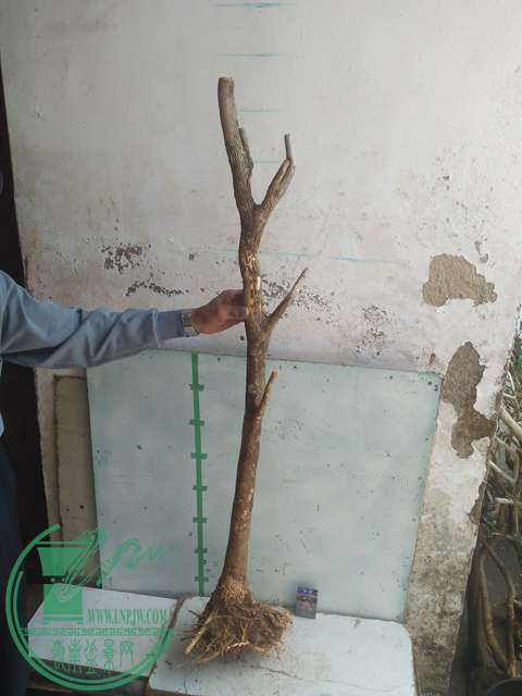 IMG20170303130958.jpg