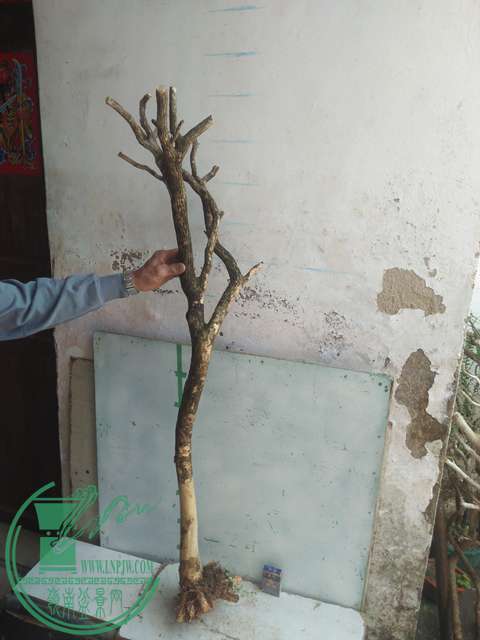 IMG20170303131027.jpg