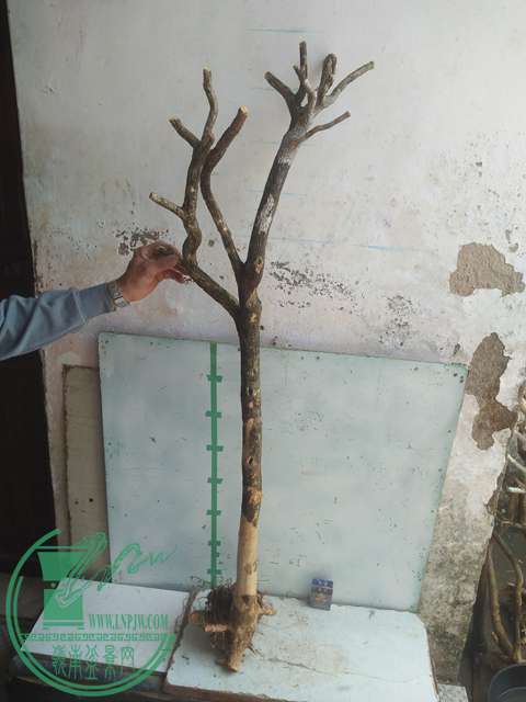 IMG20170303131052.jpg