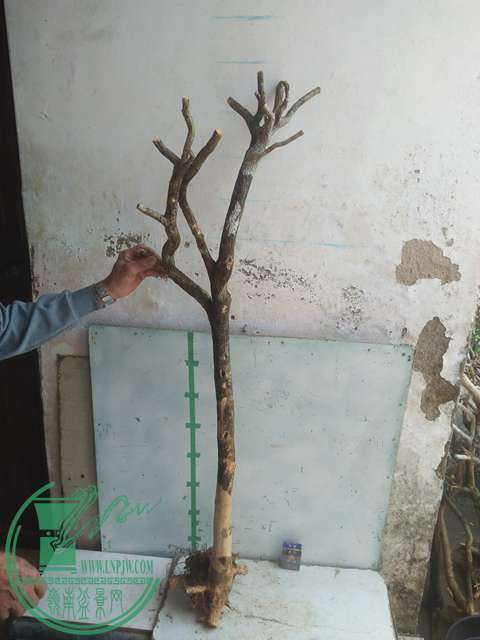 IMG20170303131054.jpg