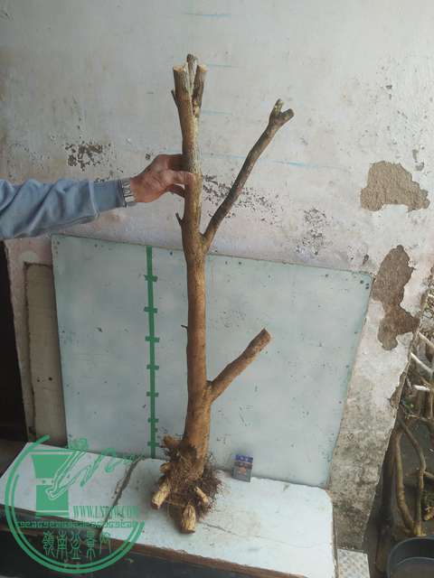IMG20170303131113.jpg