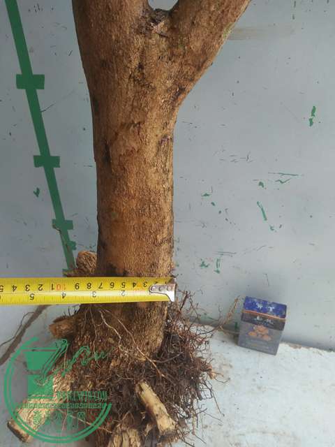 IMG20170303131121.jpg