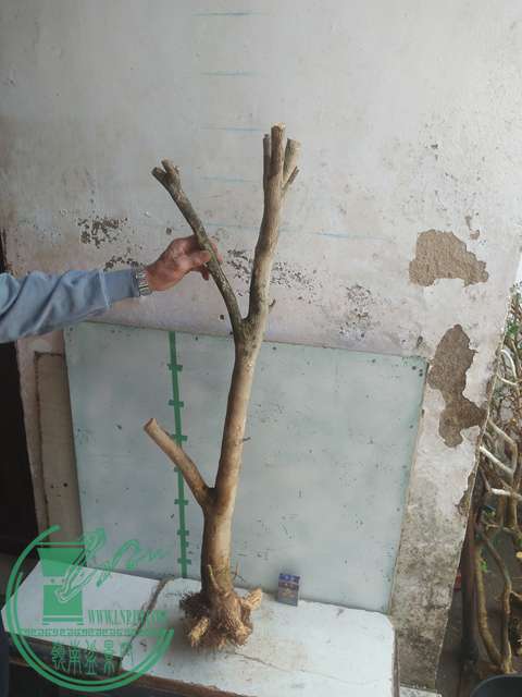 IMG20170303131133.jpg