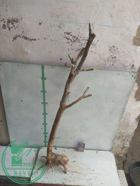 IMG20170303131605.jpg