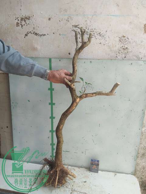 IMG20170303131654.jpg