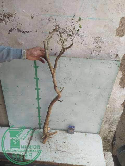 IMG20170303131714.jpg