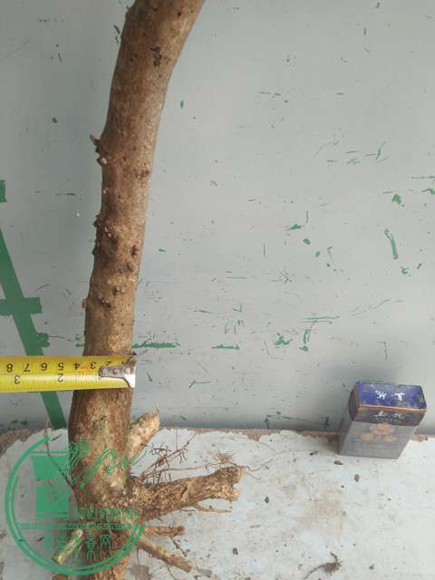 IMG20170303131717.jpg