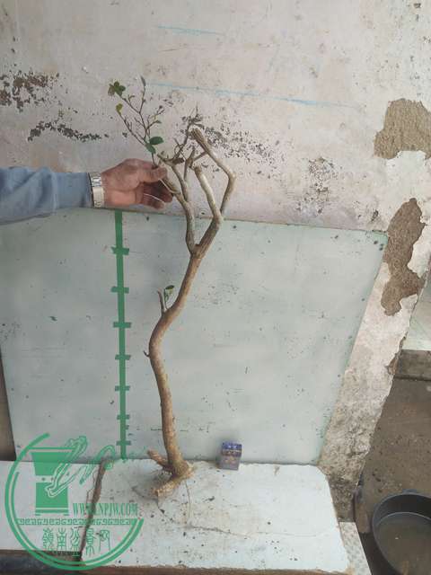 IMG20170303131726.jpg