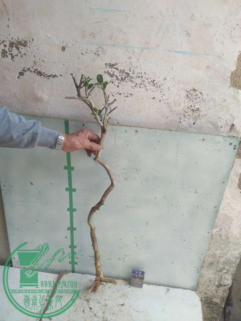IMG20170303131736.jpg