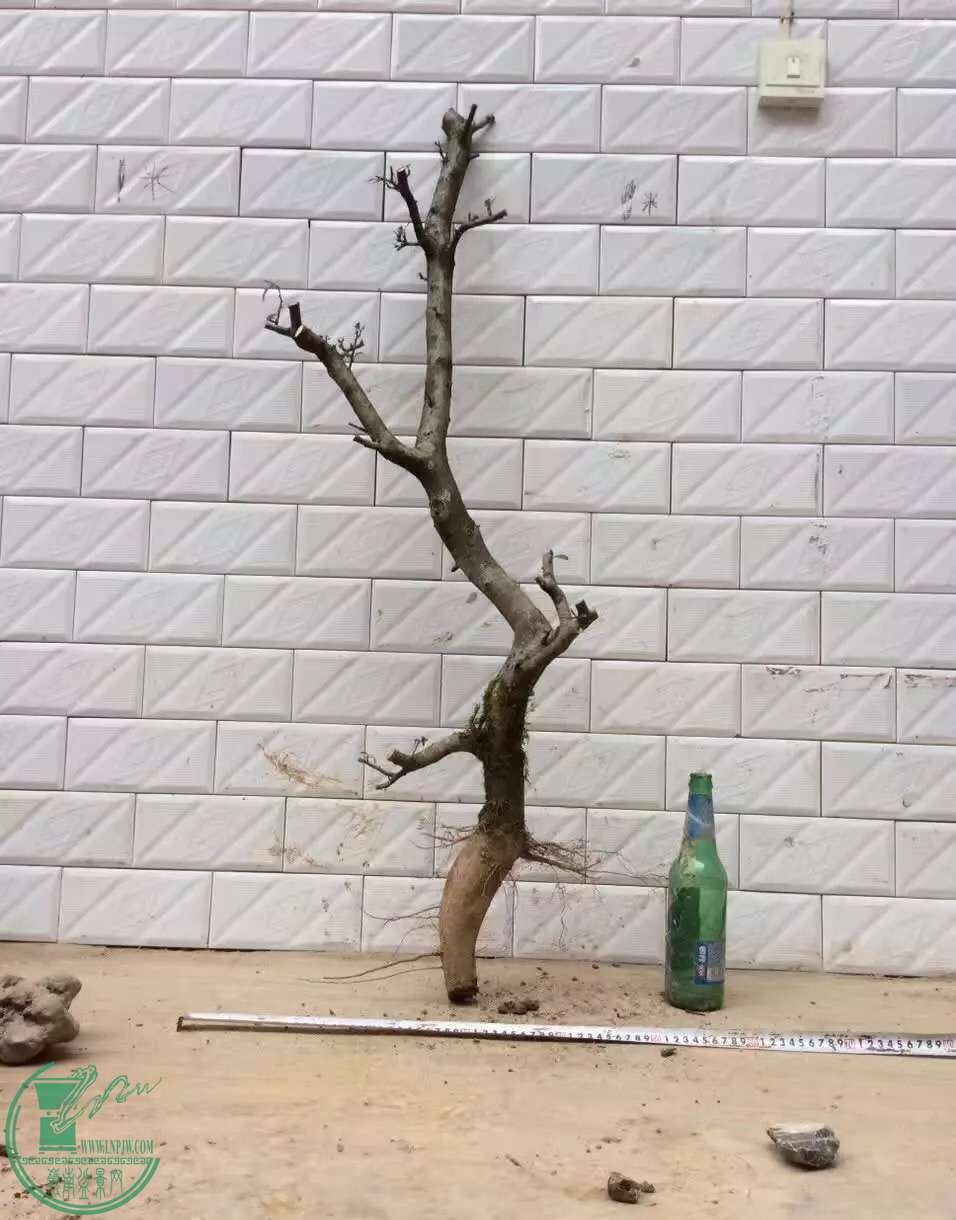 image.jpeg