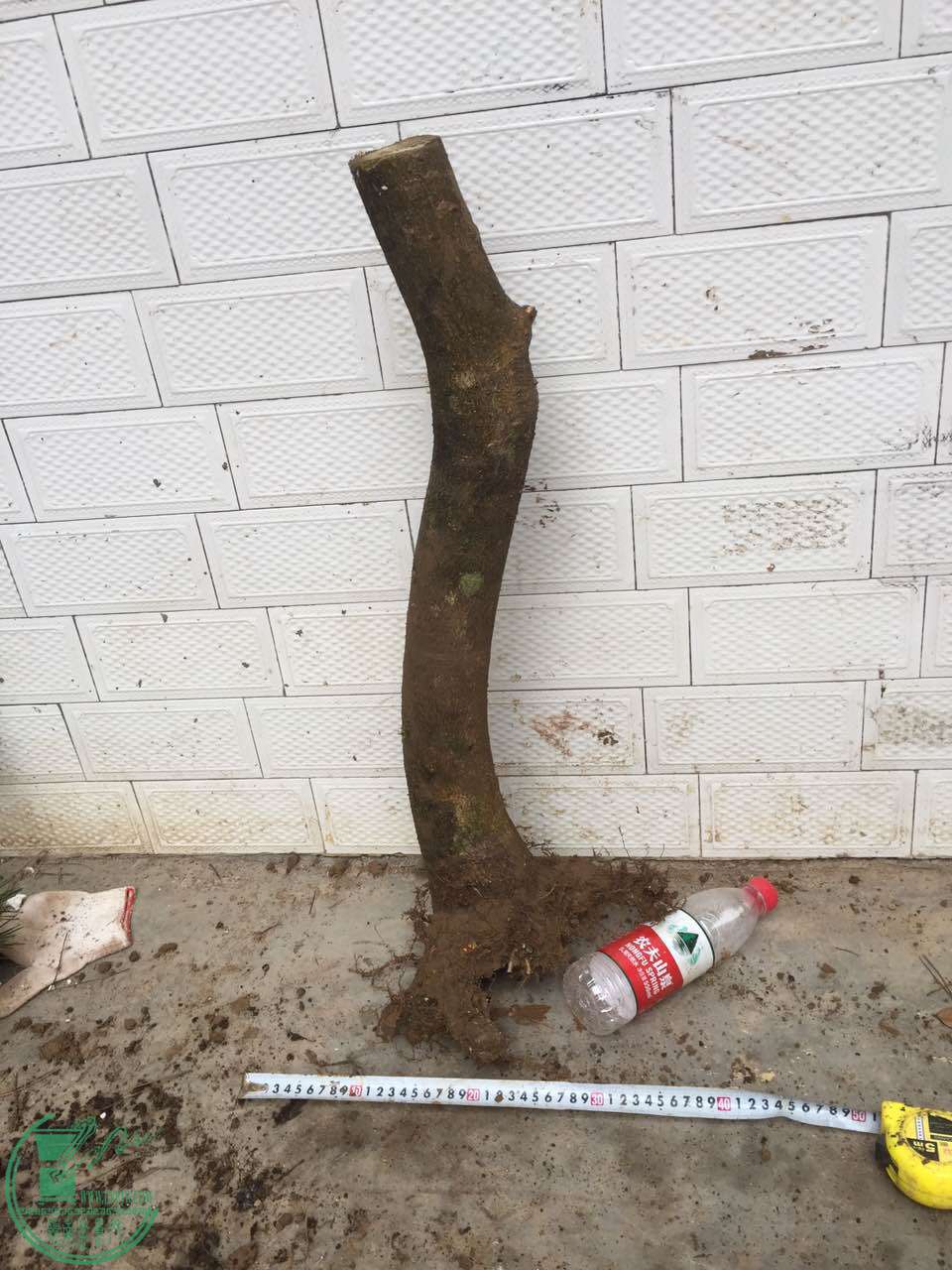 53.jpg