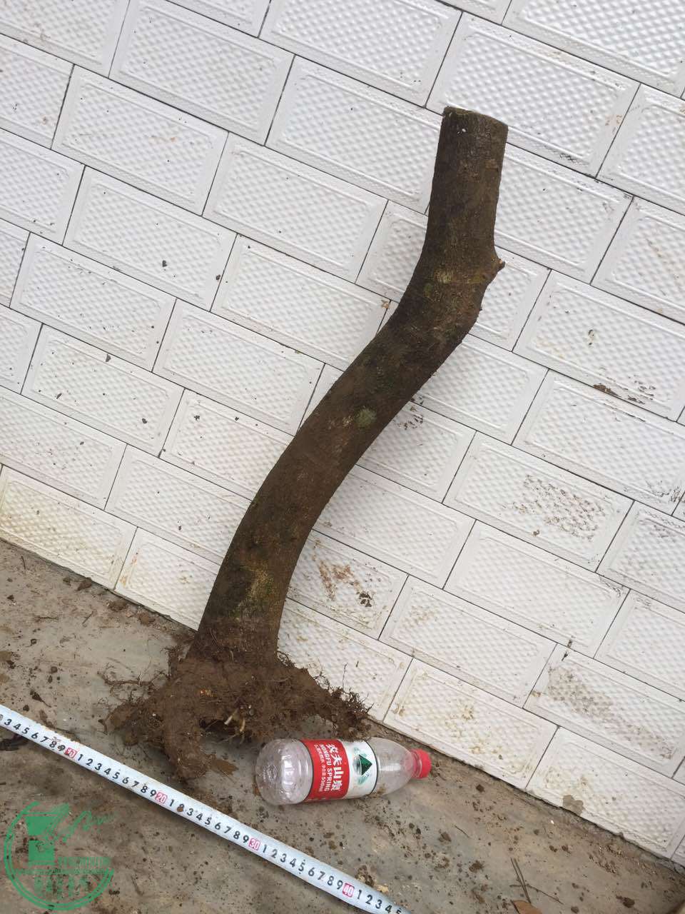 54.jpg