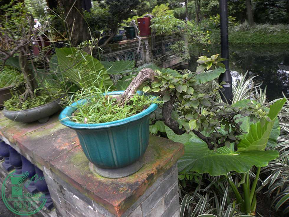 DSCN88190).jpg