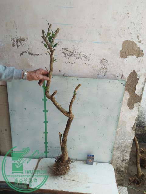 IMG20170304130002.jpg