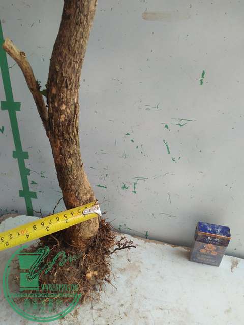 IMG20170304130010.jpg