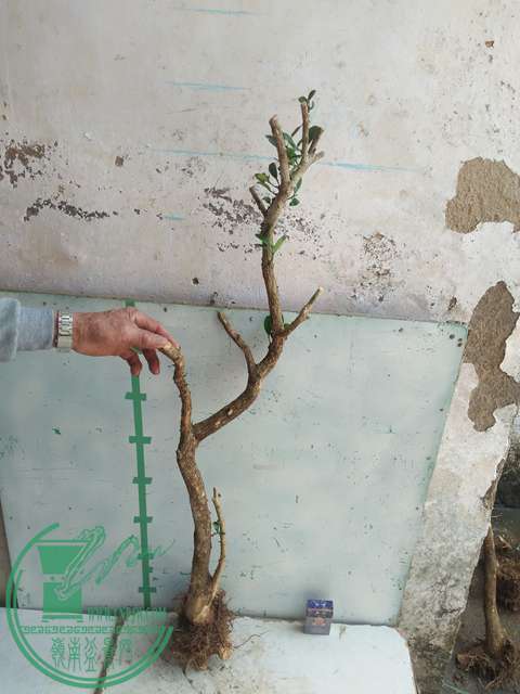 IMG20170304130017.jpg