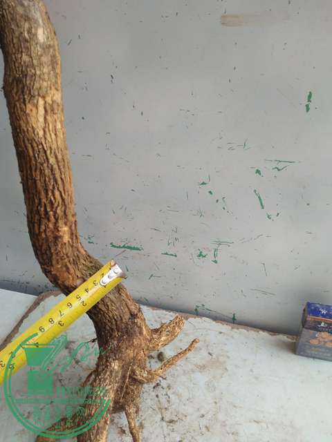 IMG20170304130105.jpg