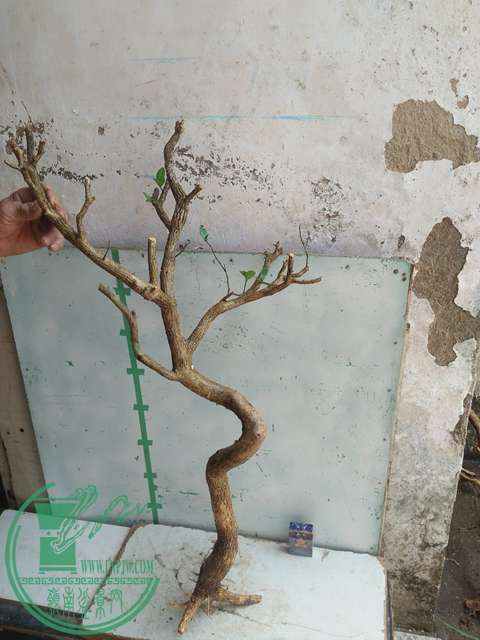 IMG20170304130124.jpg