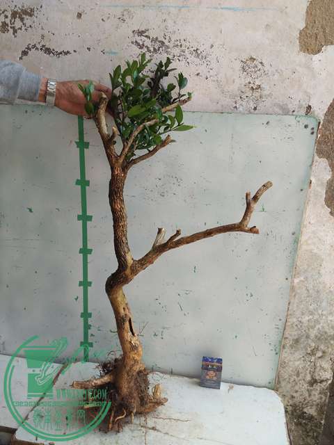 IMG20170304130333.jpg