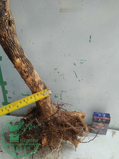IMG20170304130526.jpg