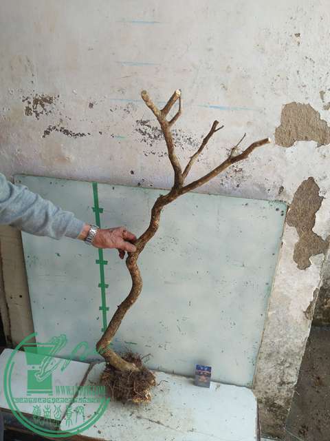 IMG20170304130959.jpg
