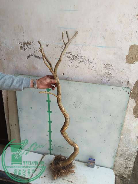 IMG20170304131012.jpg