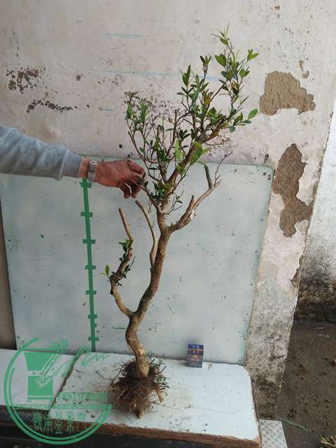 IMG20170304131042.jpg