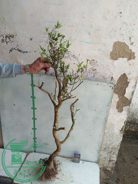 IMG20170304131056.jpg