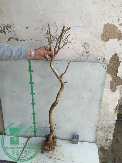 IMG20170304131113.jpg