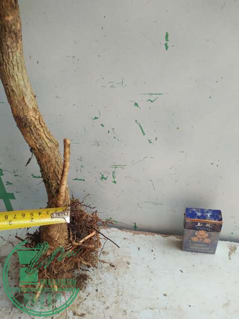 IMG20170304131118.jpg