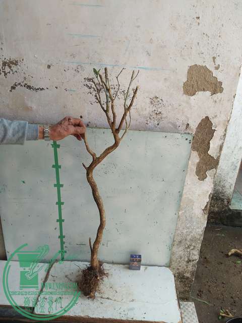 IMG20170304131123.jpg