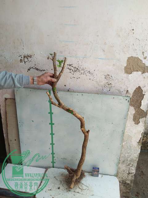 IMG20170304131209.jpg
