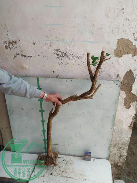 IMG20170304131223.jpg