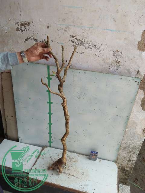 IMG20170304131304.jpg