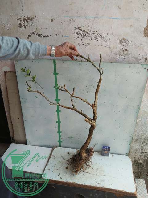 IMG20170304131346.jpg