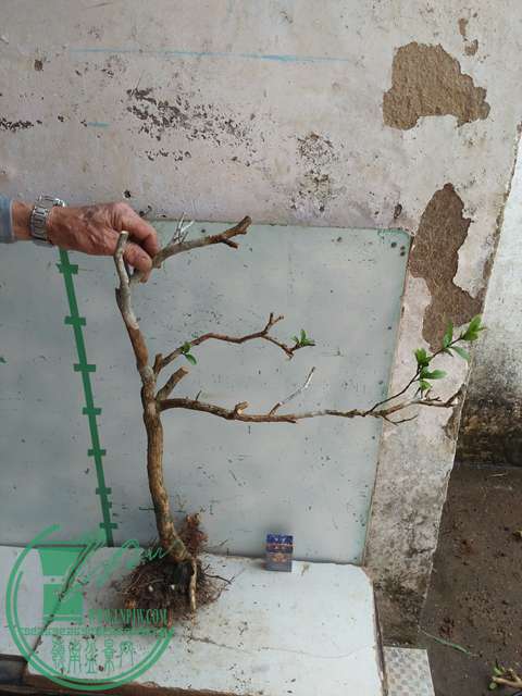 IMG20170304131357.jpg