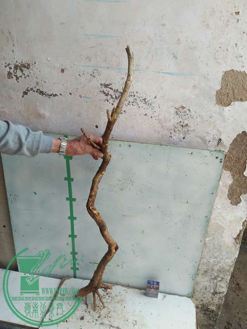 IMG20170304131409.jpg
