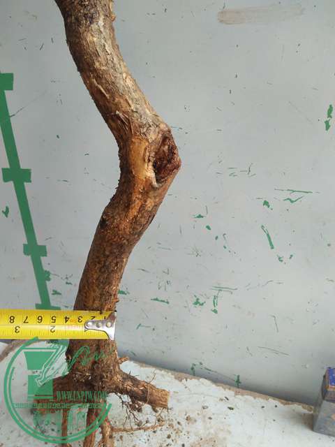 IMG20170304131414.jpg