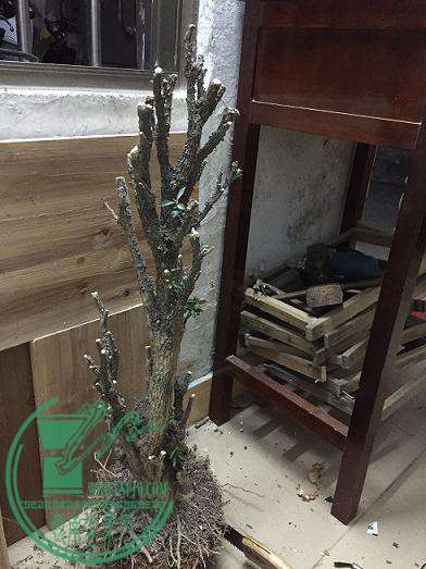 QQͼƬ20170305011100.jpg