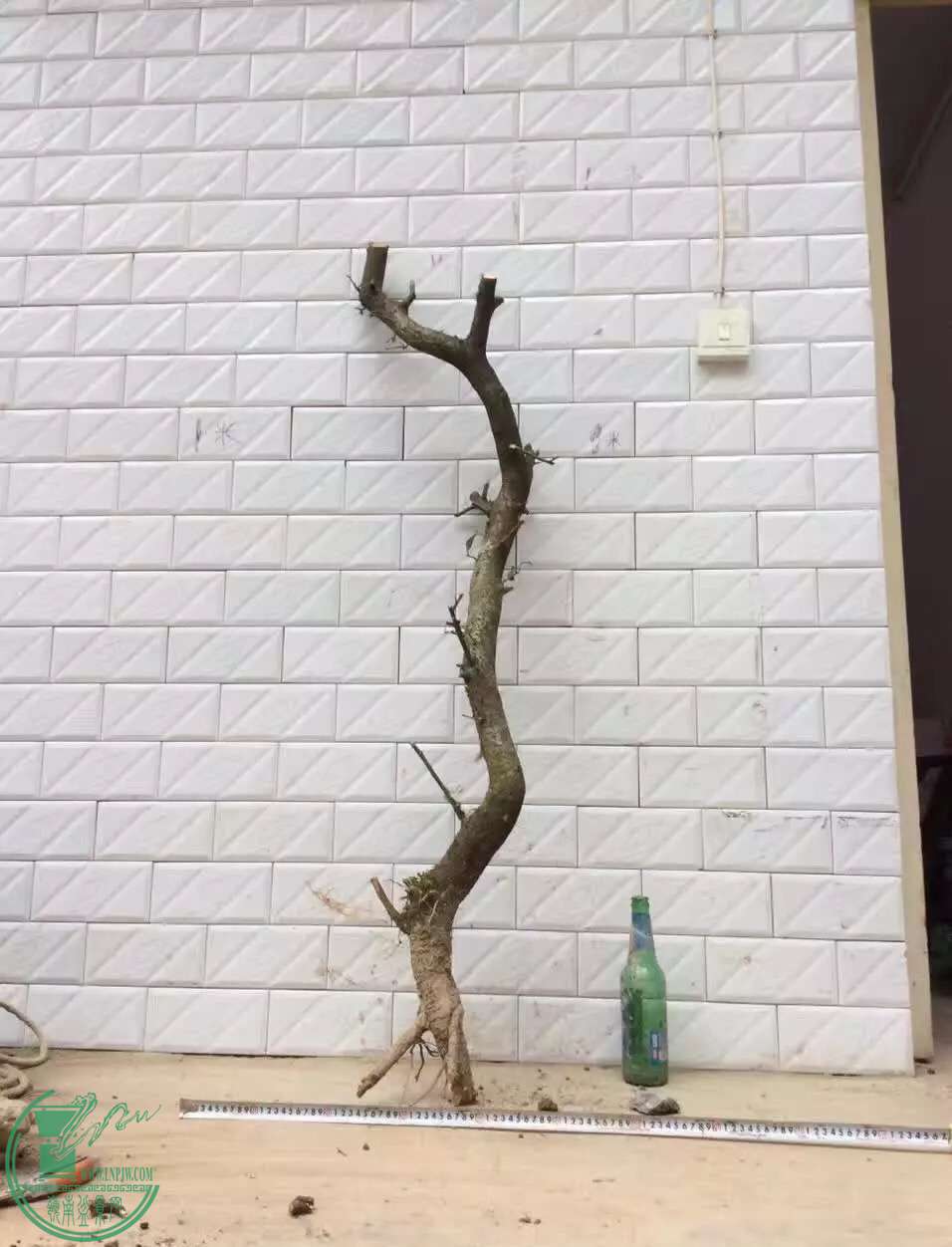 image.jpeg