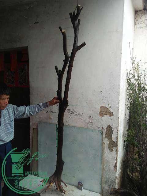 IMG20170305141535.jpg